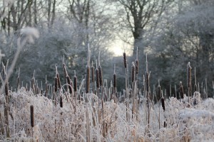 Frosted reedmace   